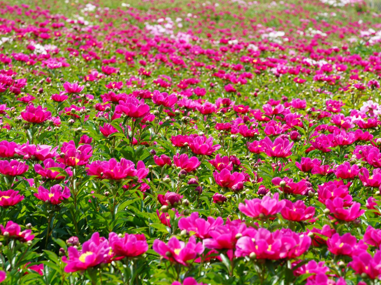 영천 작약꽃 축제