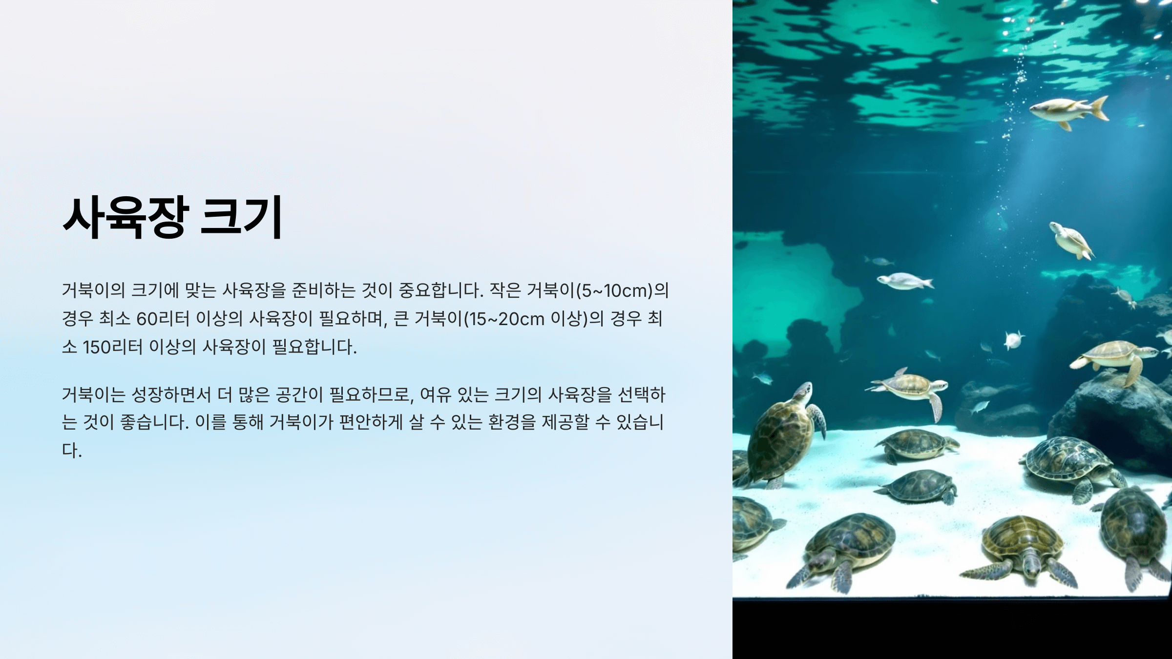 반수생 거북이 사진입니다.