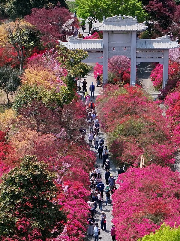 지금 꼭 가봐야할, 강진 남미륵사 서부해당화 꽃구경🌸