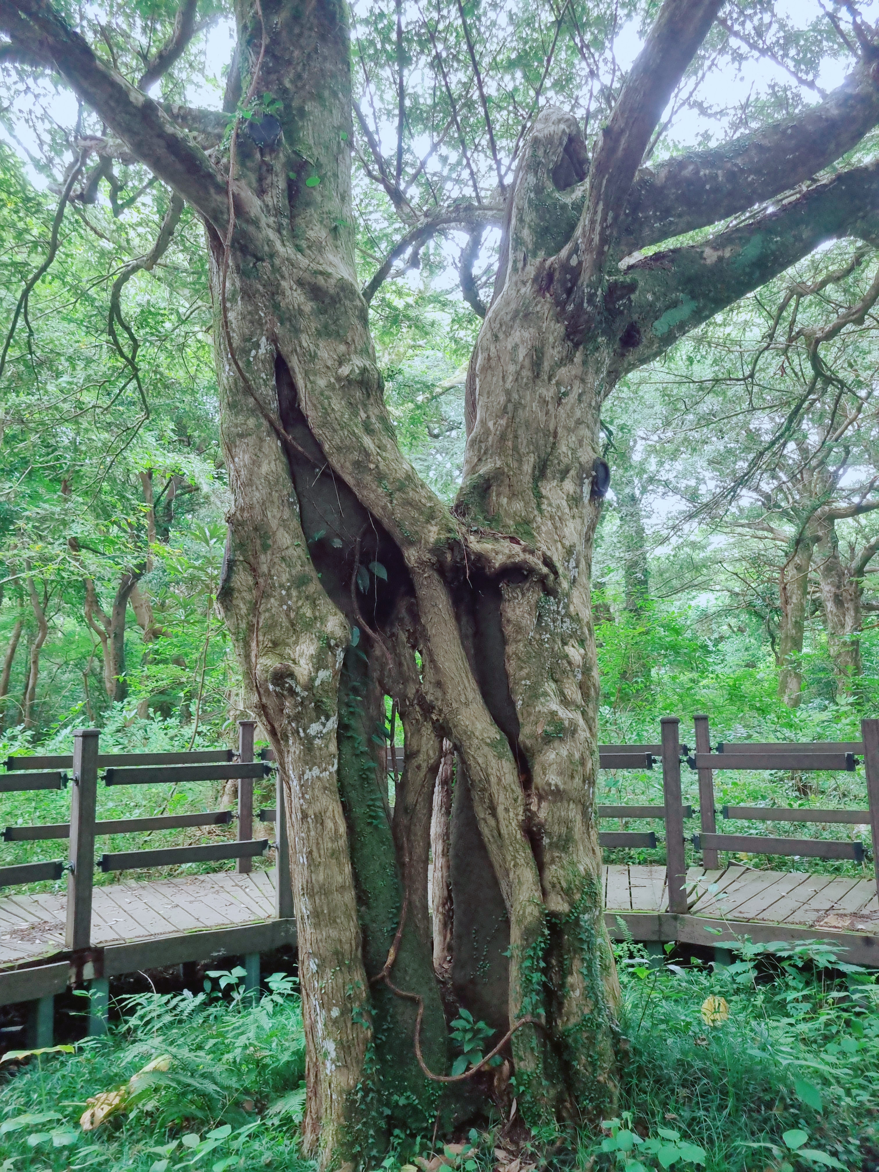 비자림