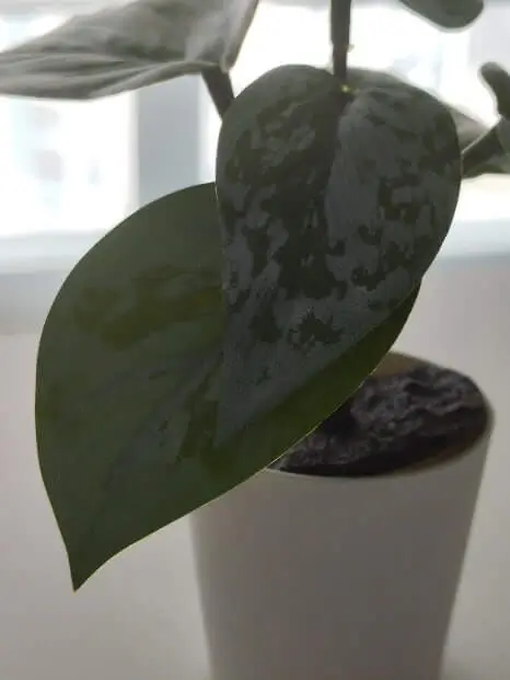 홍미노트 13 카메라성능