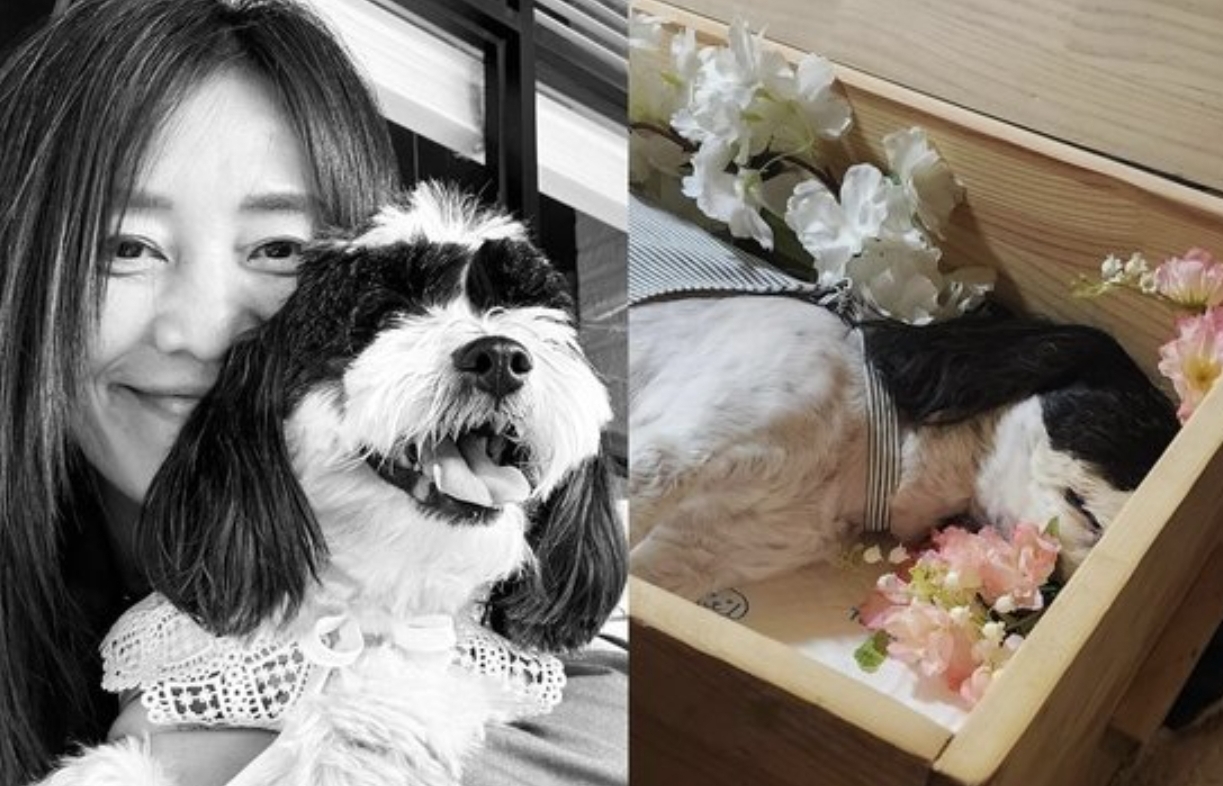 장필순 반려견 애견호텔 사망