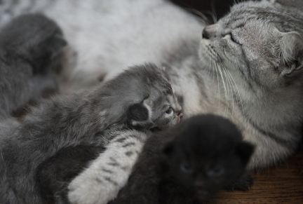수유 중인 고양이 모자.