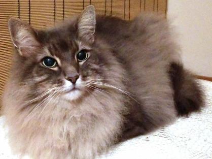 발 앞의 파란 고양이.