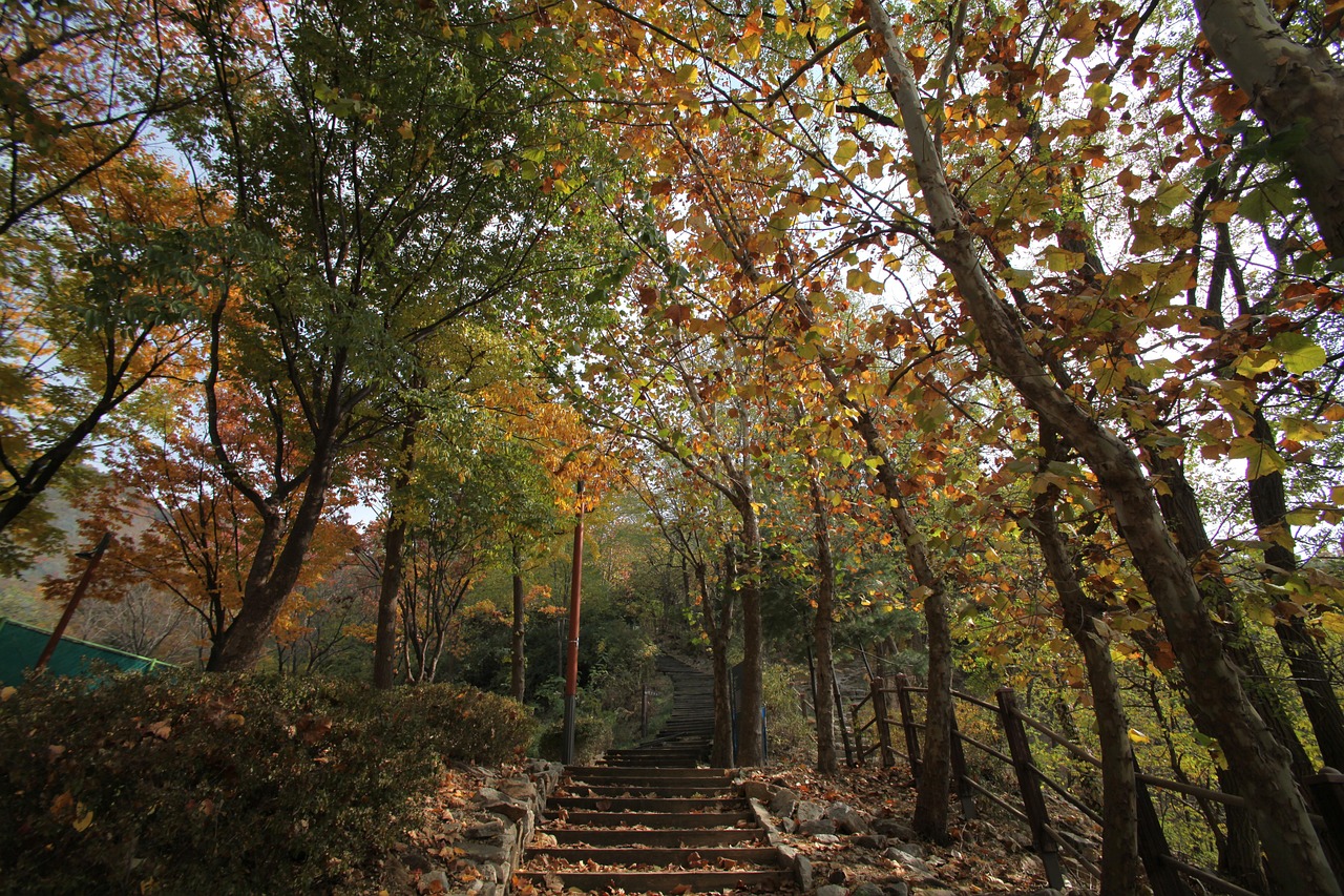 서울 숲 관련 사진