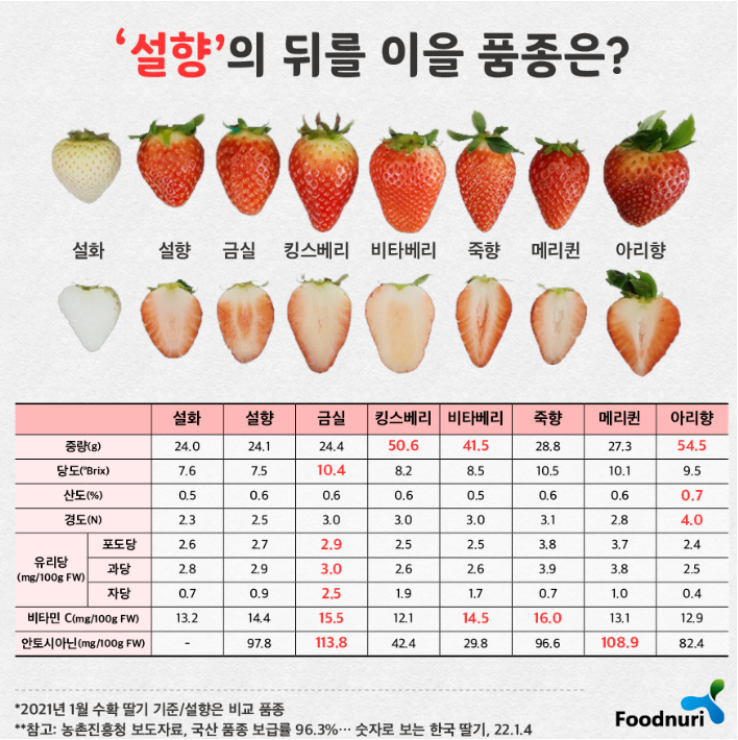 딸기의 종류