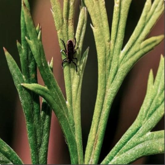 라임병 원인 진드기