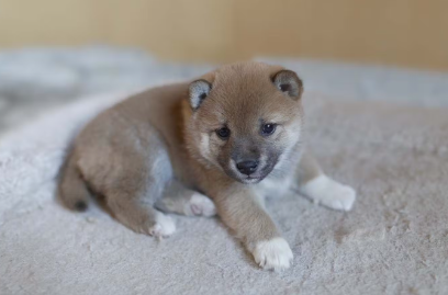 시바견의 강아지