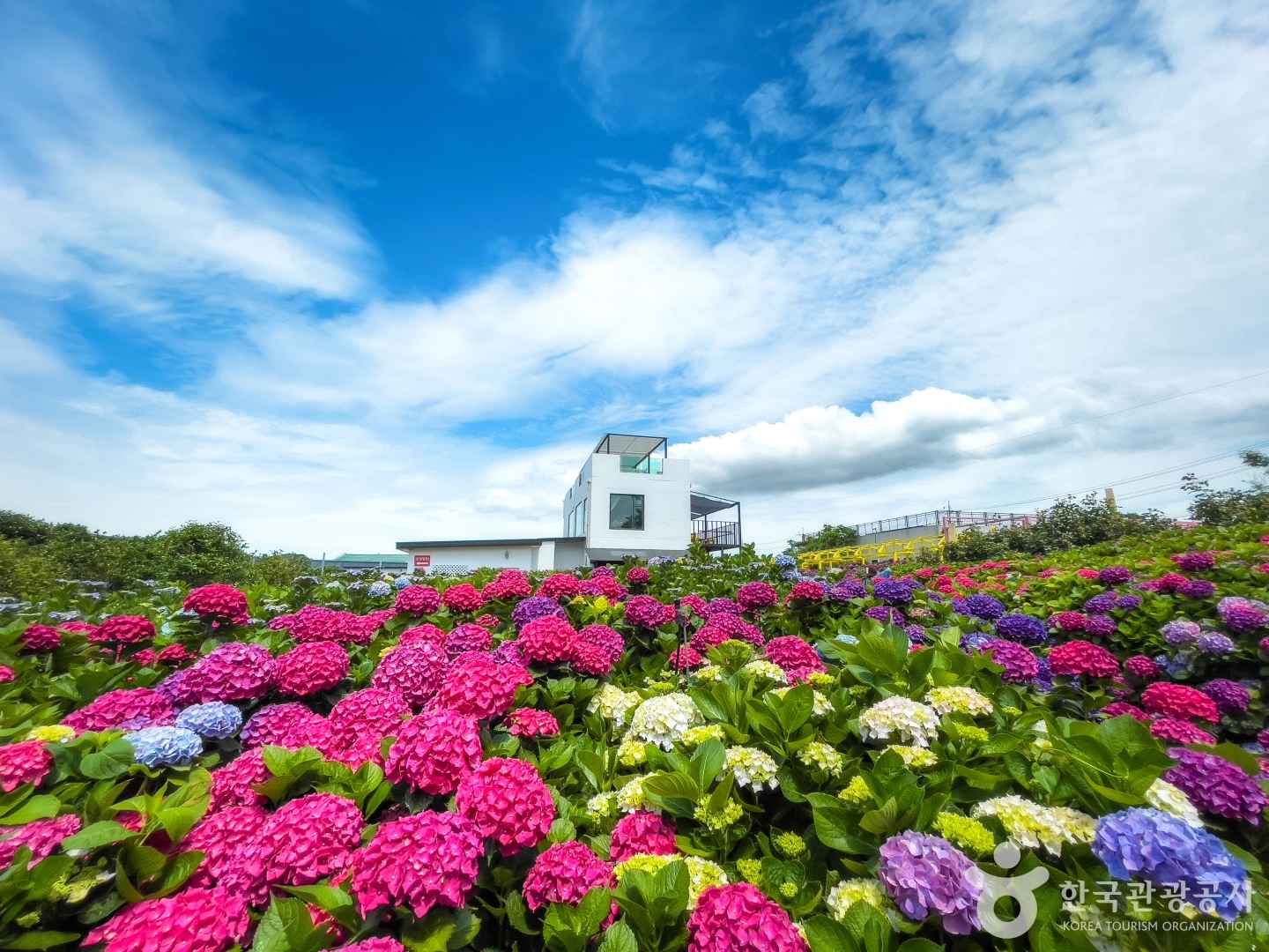 제주 아일로사 수국