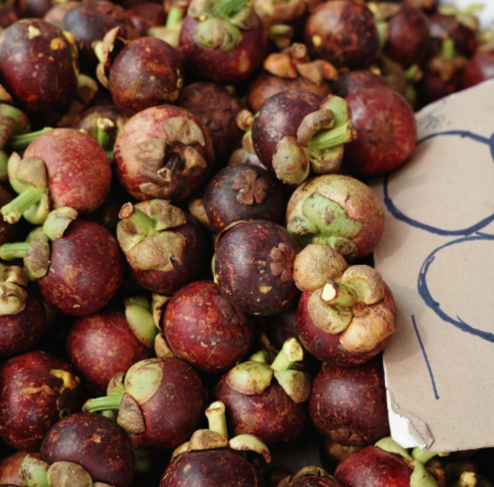 망고스틴 먹는법