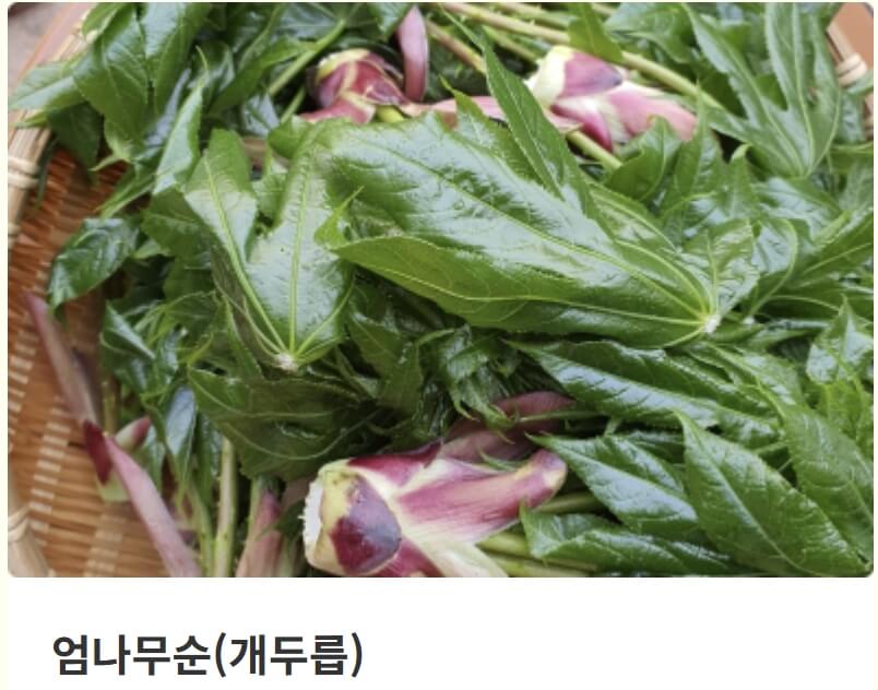 홍천 산나물축제 2026