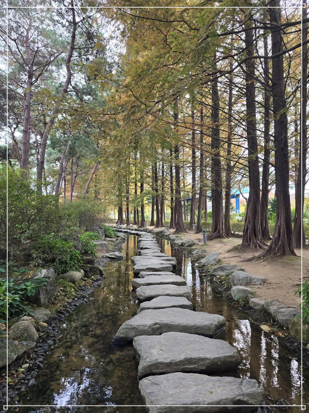 세미원-돌징검다리-메타세콰이어