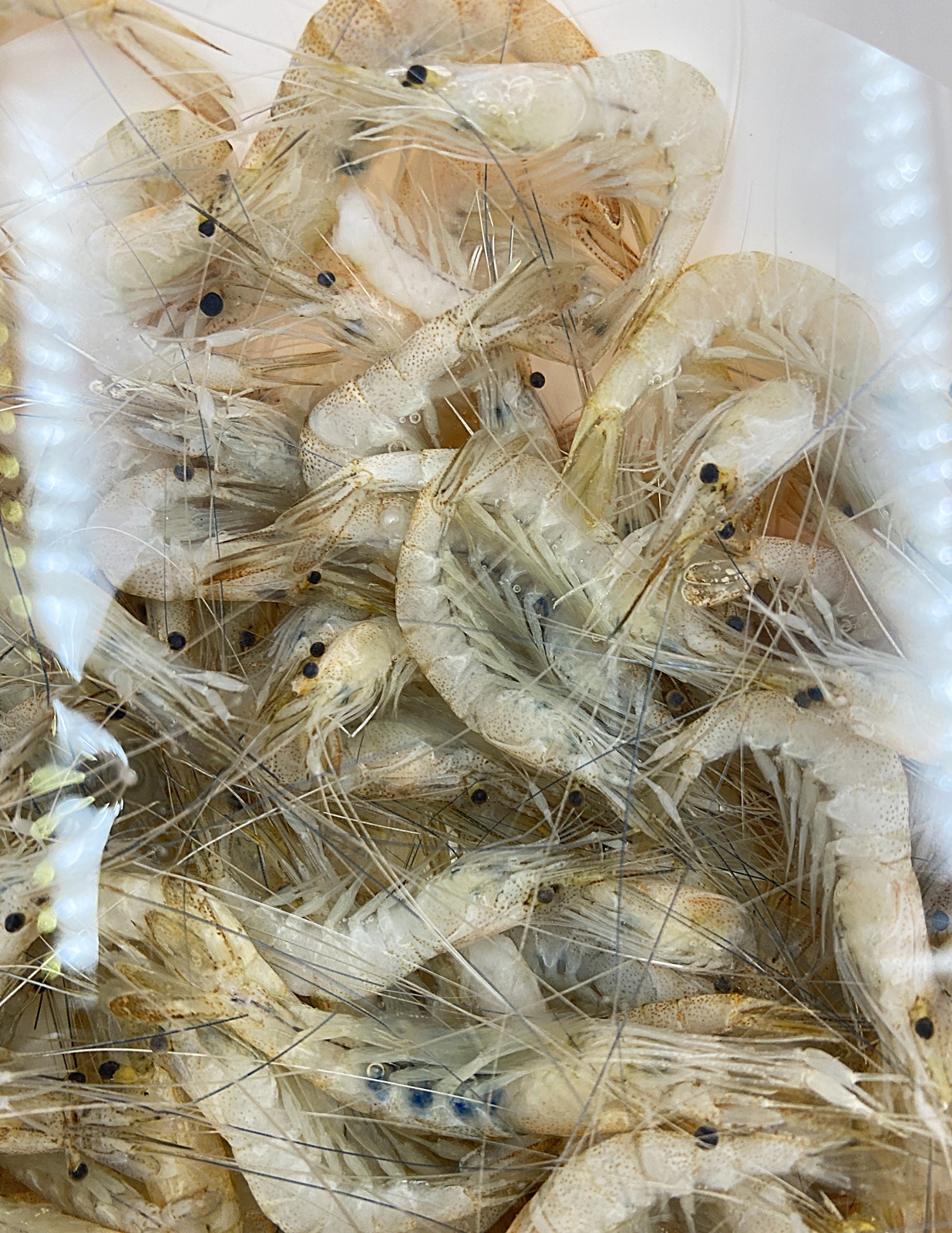 민물 새우 찬 물에 담그기