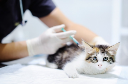 백신 접종하는 고양이.