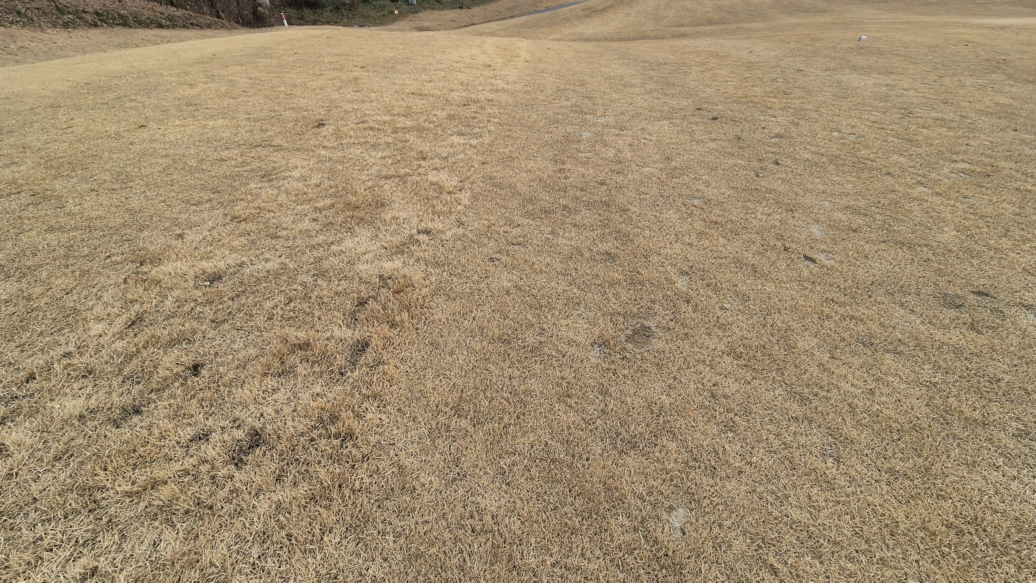 모나크cc 라운드 후기 코스관리상태