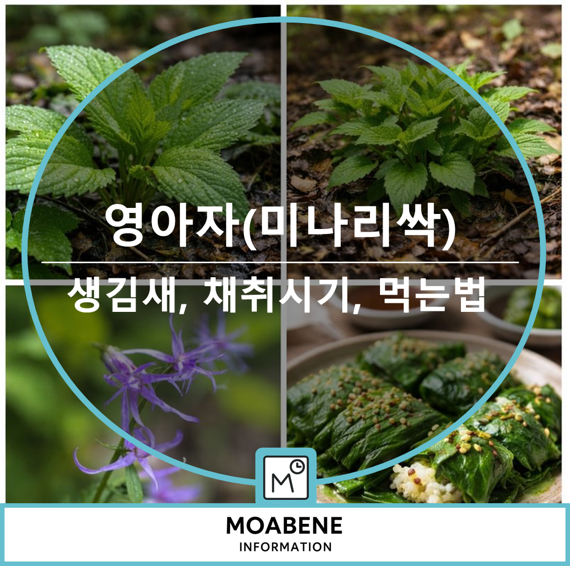 봄 산나물 영아자(미나리싹) 알아두기: 생김새, 채취 시기, 먹는 법까지