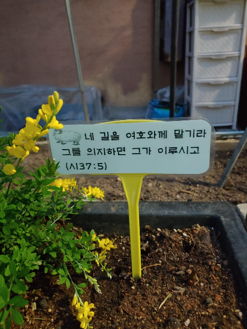 신천성당 근처 이쁜 골목길 꽃밭/ 양골 담초 (Scotch broom)와 성경 구절