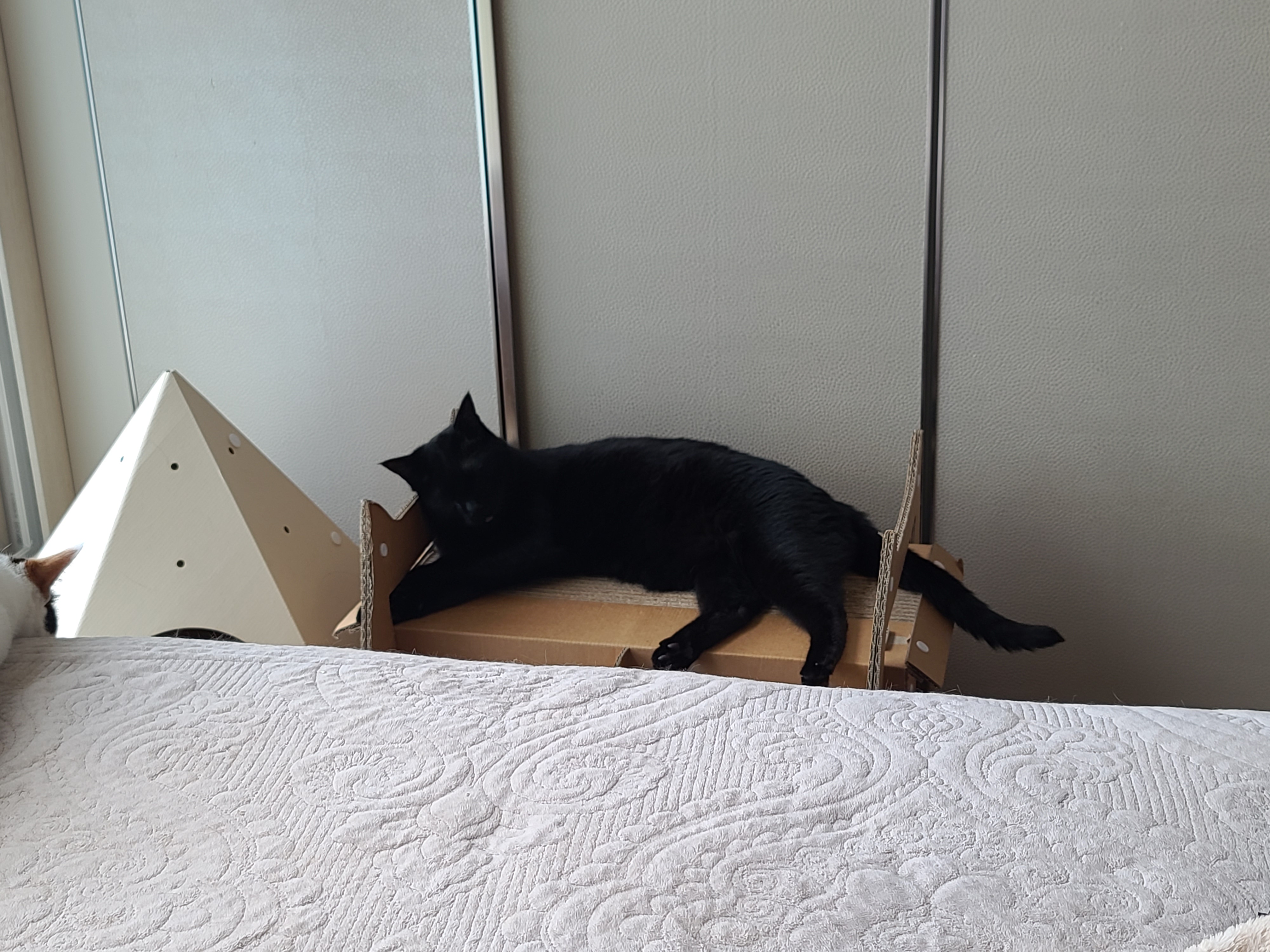 에어컨 바람을 피하고 싶을때 올블랙 건이와 막둥이 삐용이의 선택은...!