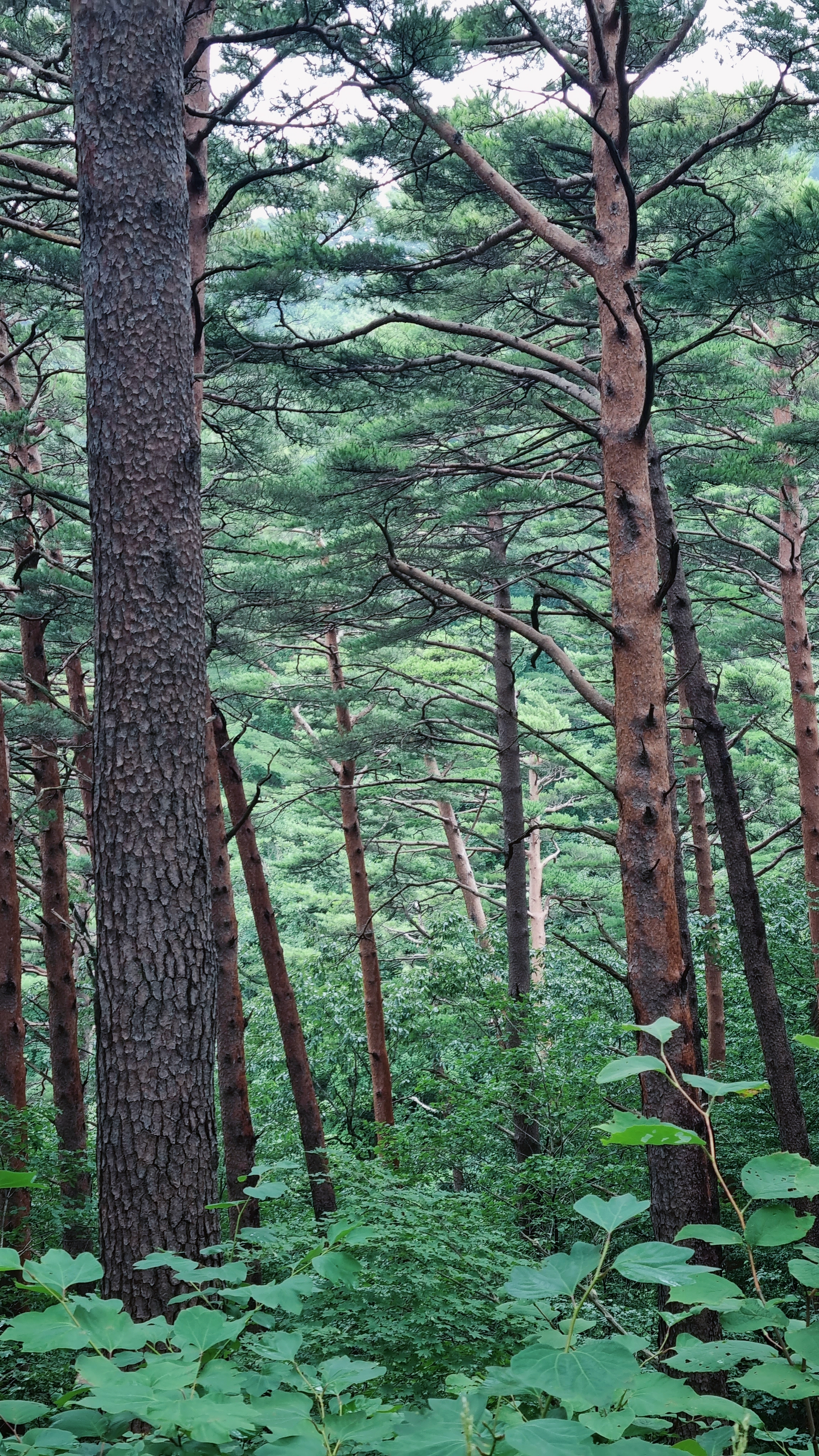 대관령_소나무숲길