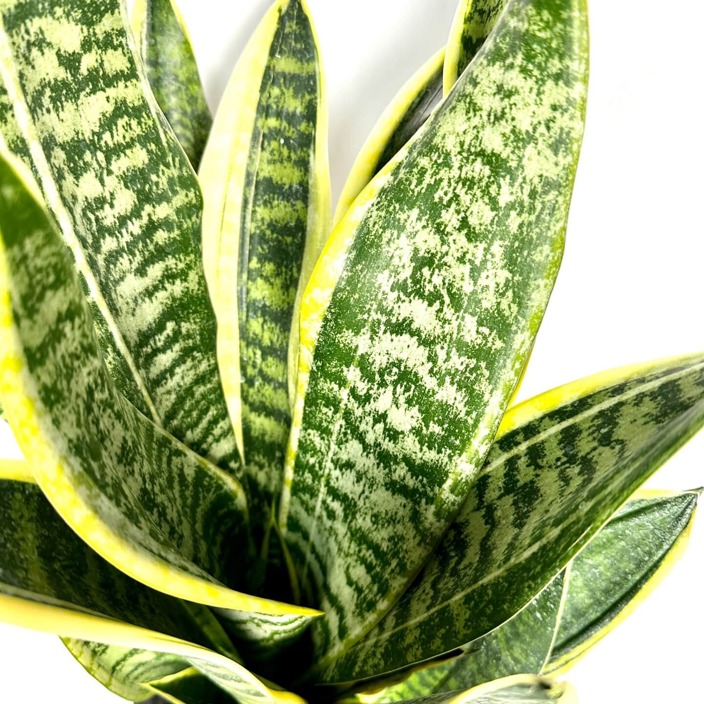 나사(NASA)선정 공기정화식물