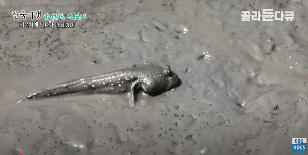 머리 위 눈이 튀어나온 짱뚱어의 독특한 모습