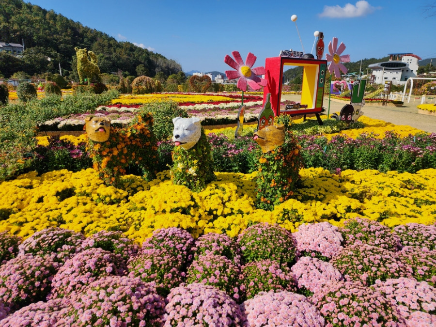 보배섬 국화축제