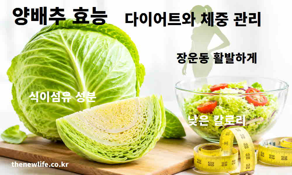 양배추 효능 다이어트 체중 관리