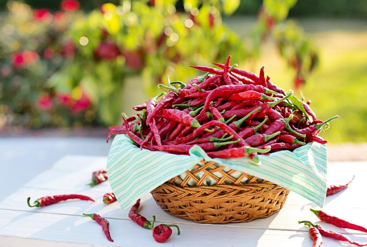 사과와 상극인 채소