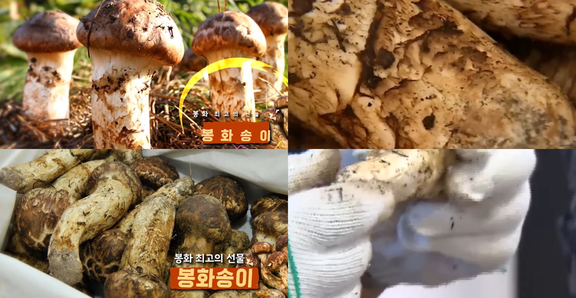 봉화 송이버섯 가격