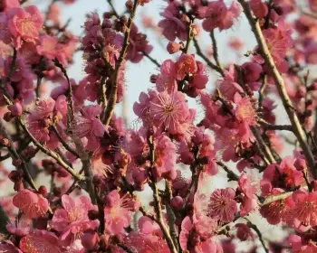 원동 미나리축제_21