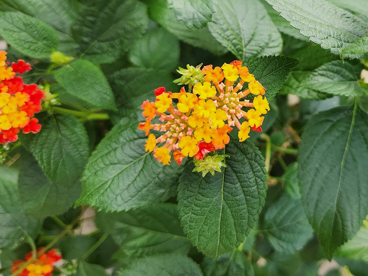 란타나 Lantana