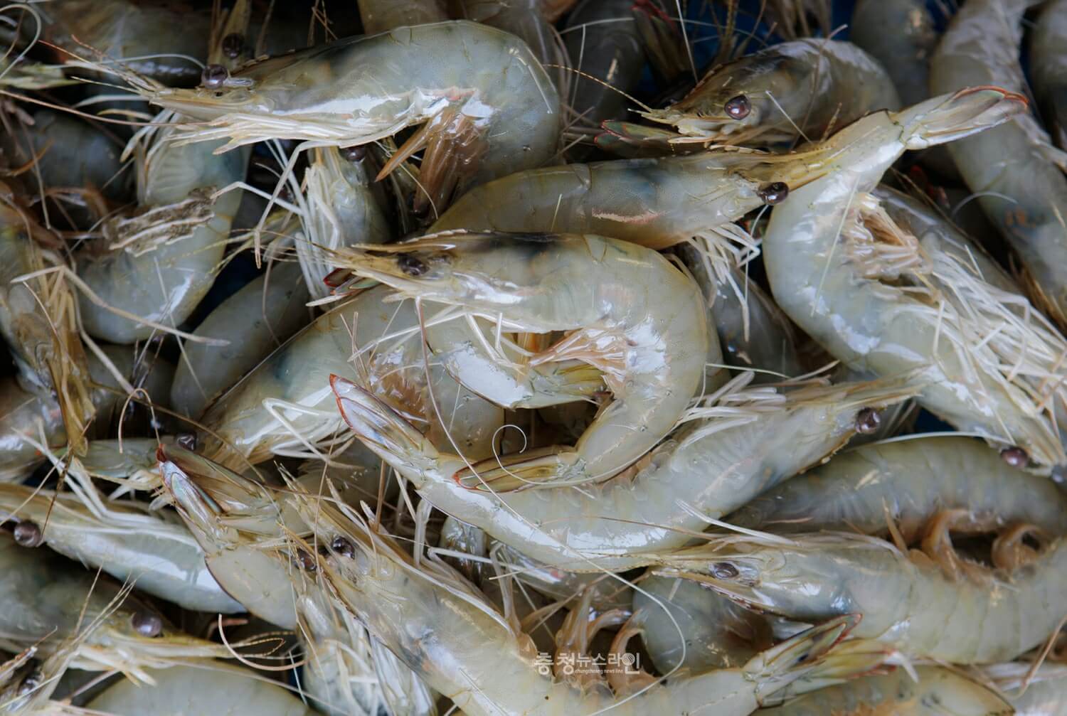 2023년 무창포 대하 전어 가을 축제 가볼만한 곳