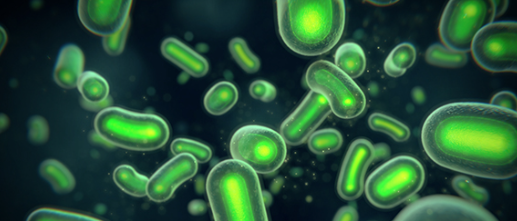 유산균 추천,프로바이오틱스