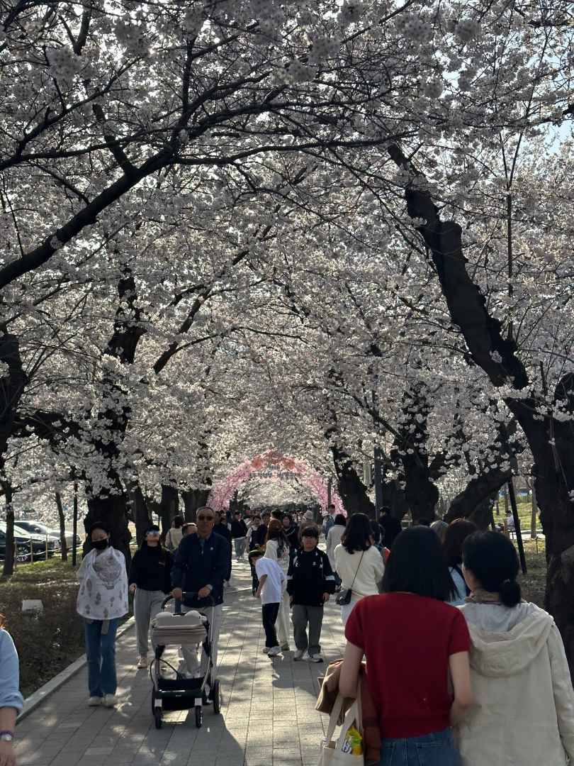 2025 고창 벚꽃축제｜벚꽃 드라이브 코스 축제 일정&middot;개화시기&middot;근처 맛집까지 한번에 보기