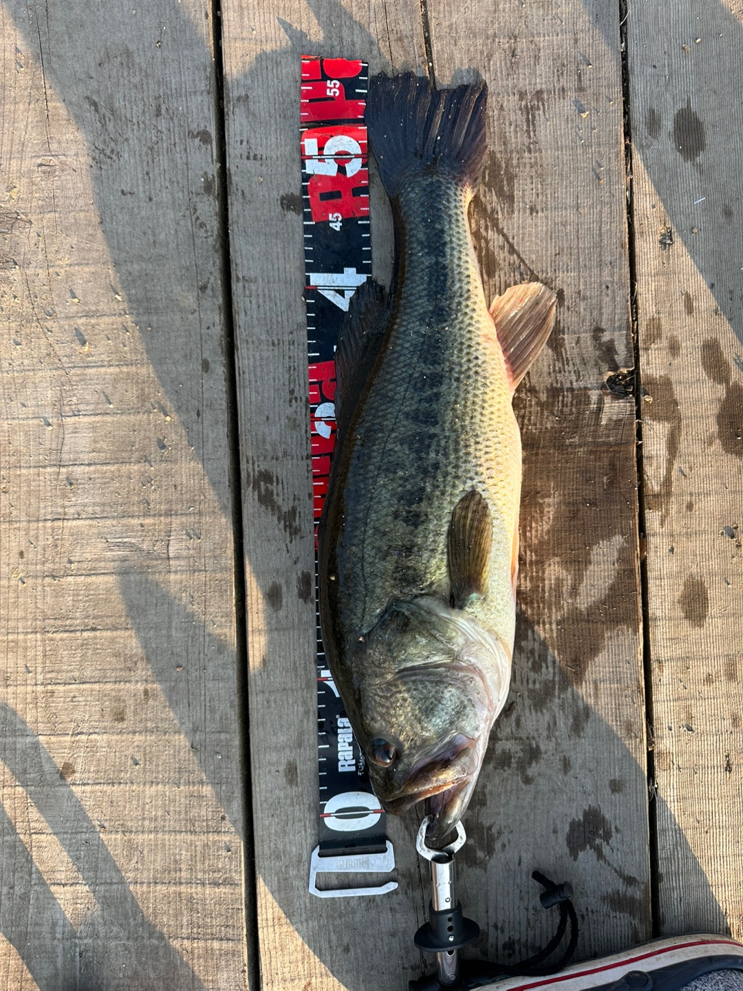 배스 측정 사진