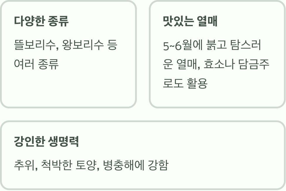 추억 속 붉은 보석&amp;#44; 보리수나무