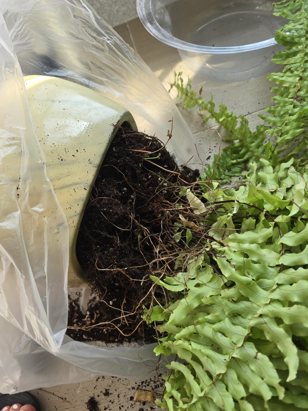 화분에서 꺼내진 무늬보스턴고사리