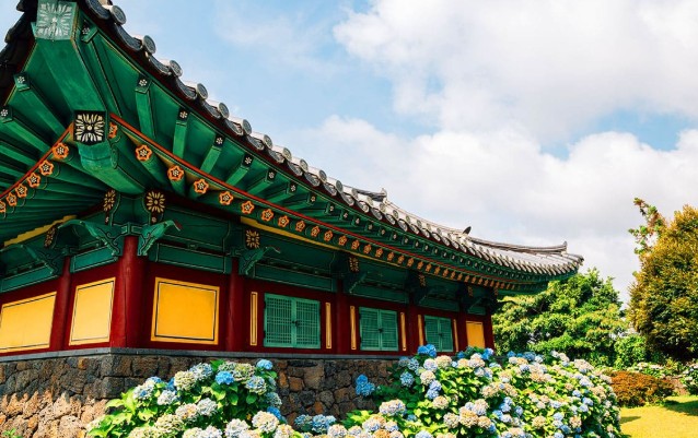 제주 서귀포 유채꽃 & 수국길