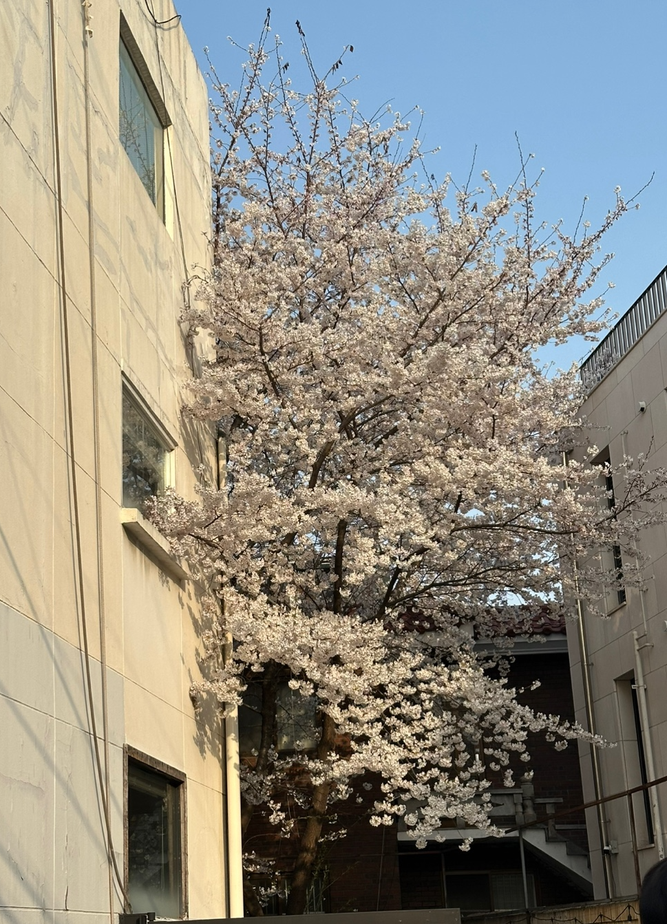 합정역 감성 벚꽃 카페 – 그레이랩