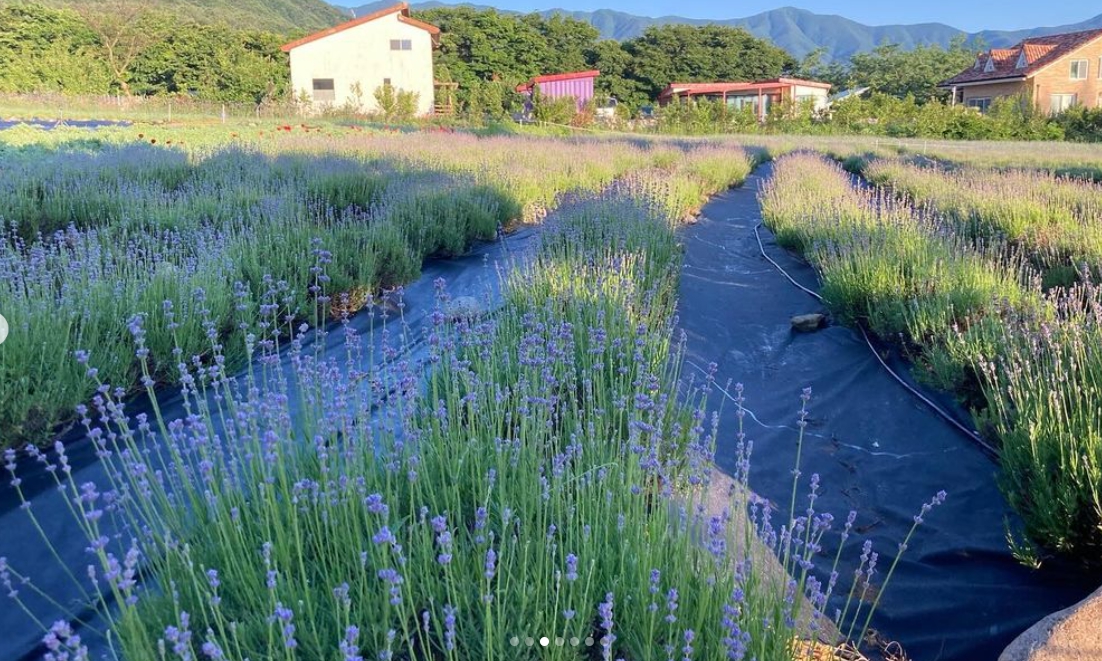 하늬팜 라벤더축제 개화상황
