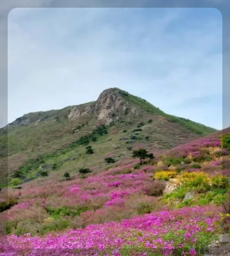 황매산 철쭉축제_2
