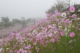 제24회 석곡 코스코스 음악회 기본일정과 출연진 소개 황민호 미스김 현진우 서경주 출연