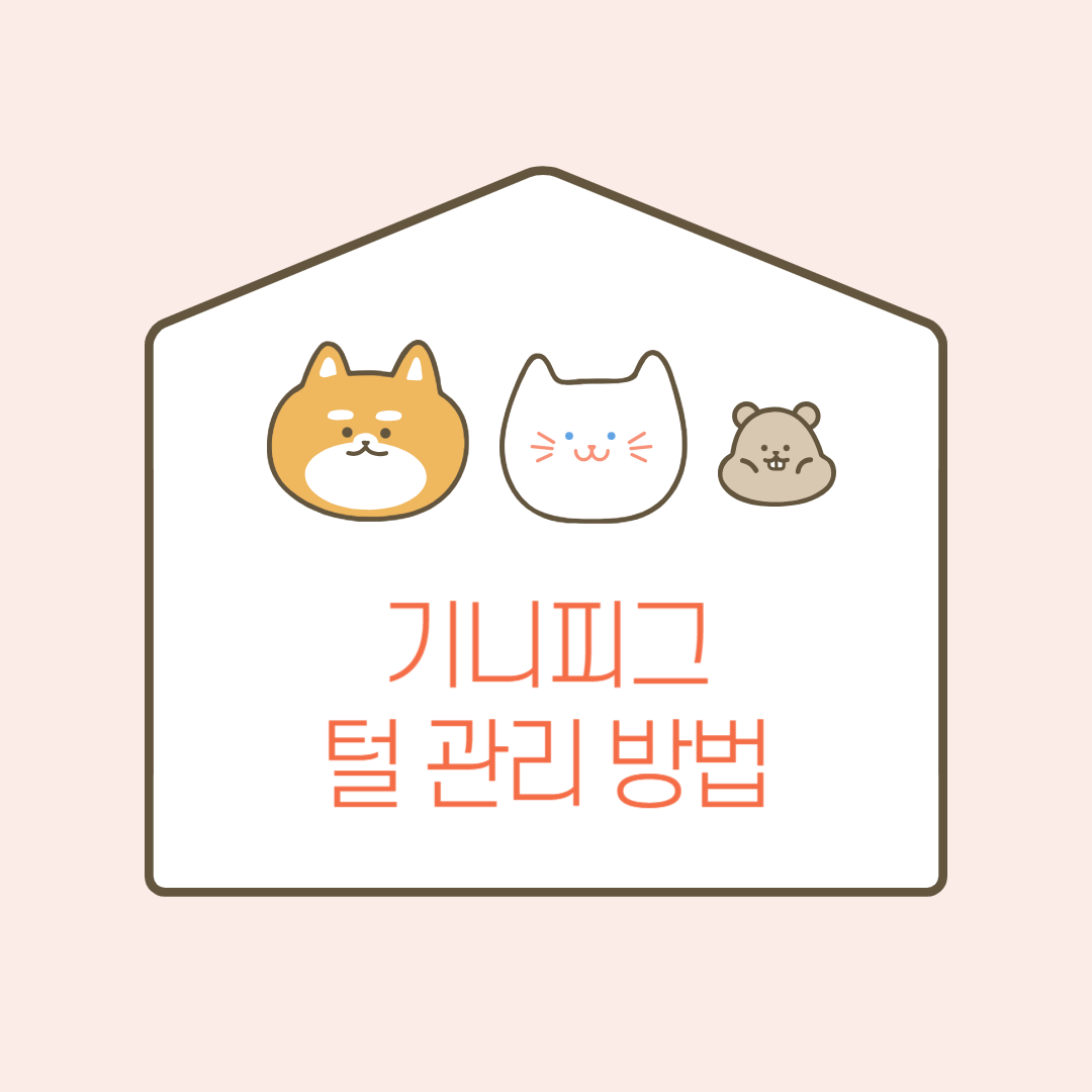 기니피그 털 관리 방법 관련 이미지