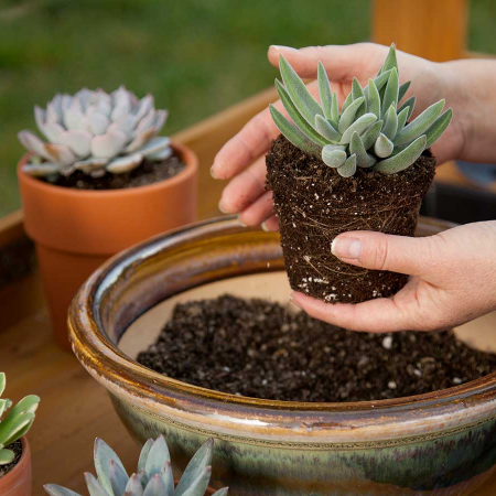 다육식물 분갈이 5단계 새로운 화분에 식물 옮기기