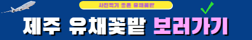 제주도 유채꽃 보러가기