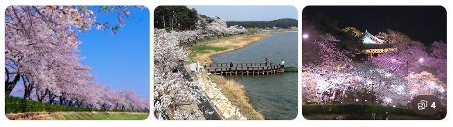 강릉 경포대 벚꽃