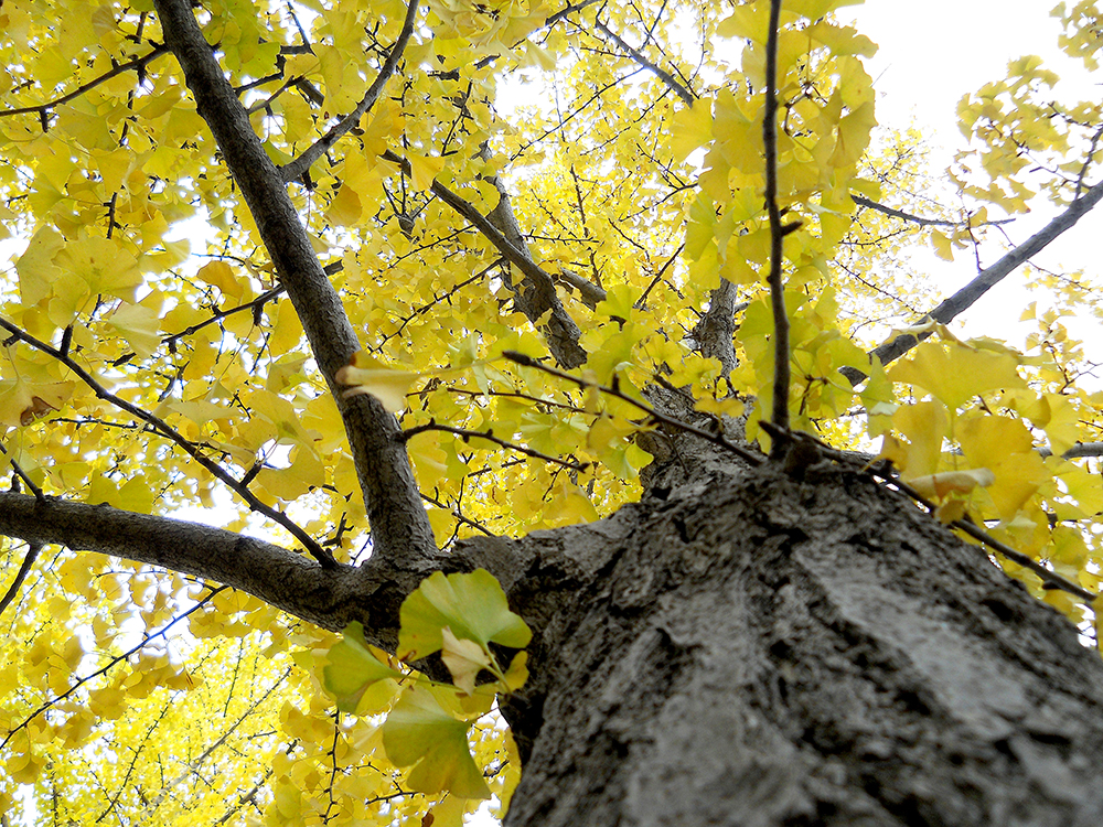 홍제동 고은산(goeunsan) 은행나무(ginkgo, 銀杏)