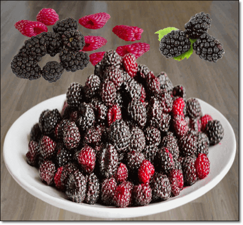 보이젠베리취 효능 