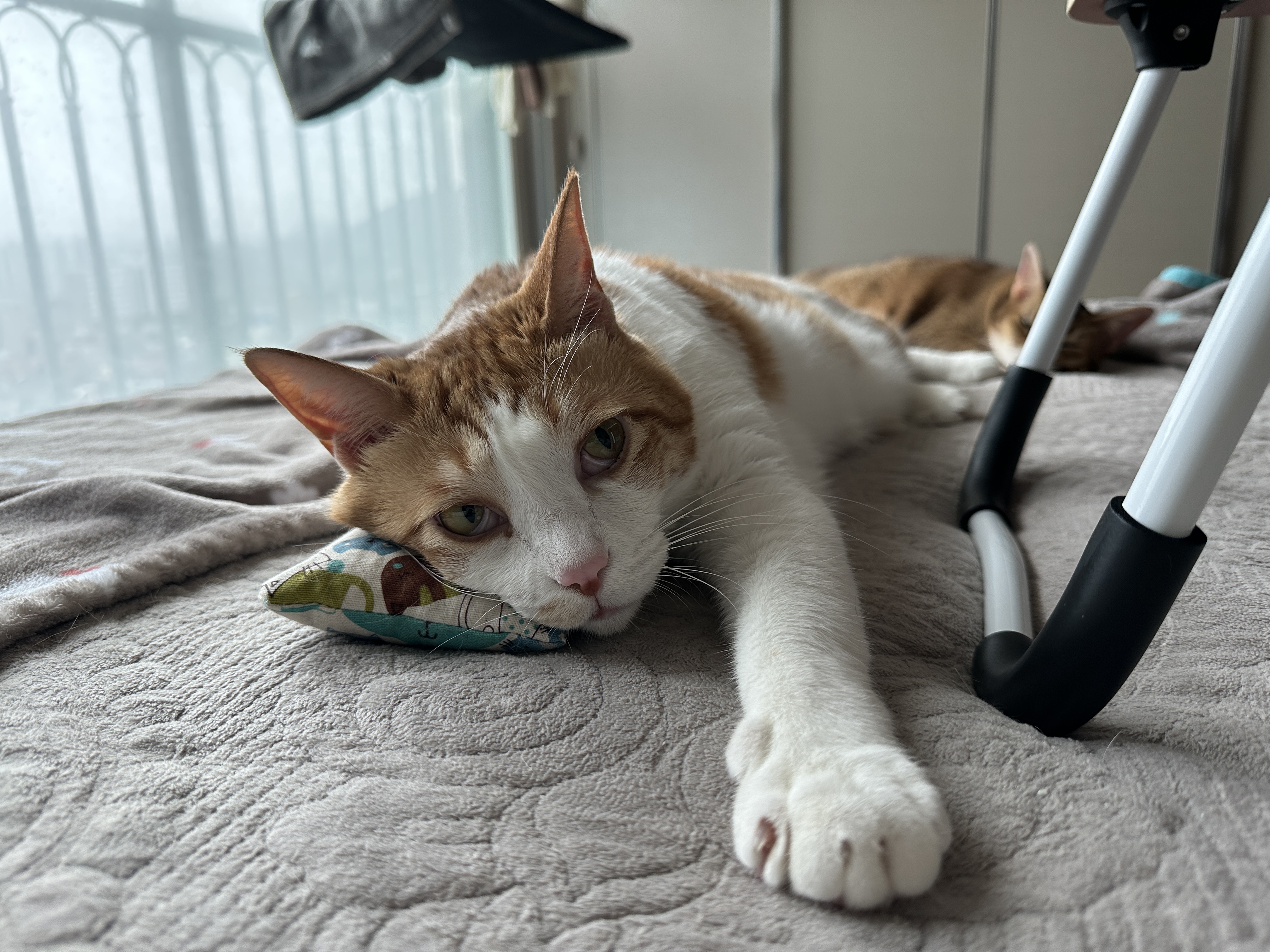 기특한 우리 막둥이 (feat. 막둥이 꼬리 베고 자는 루디)