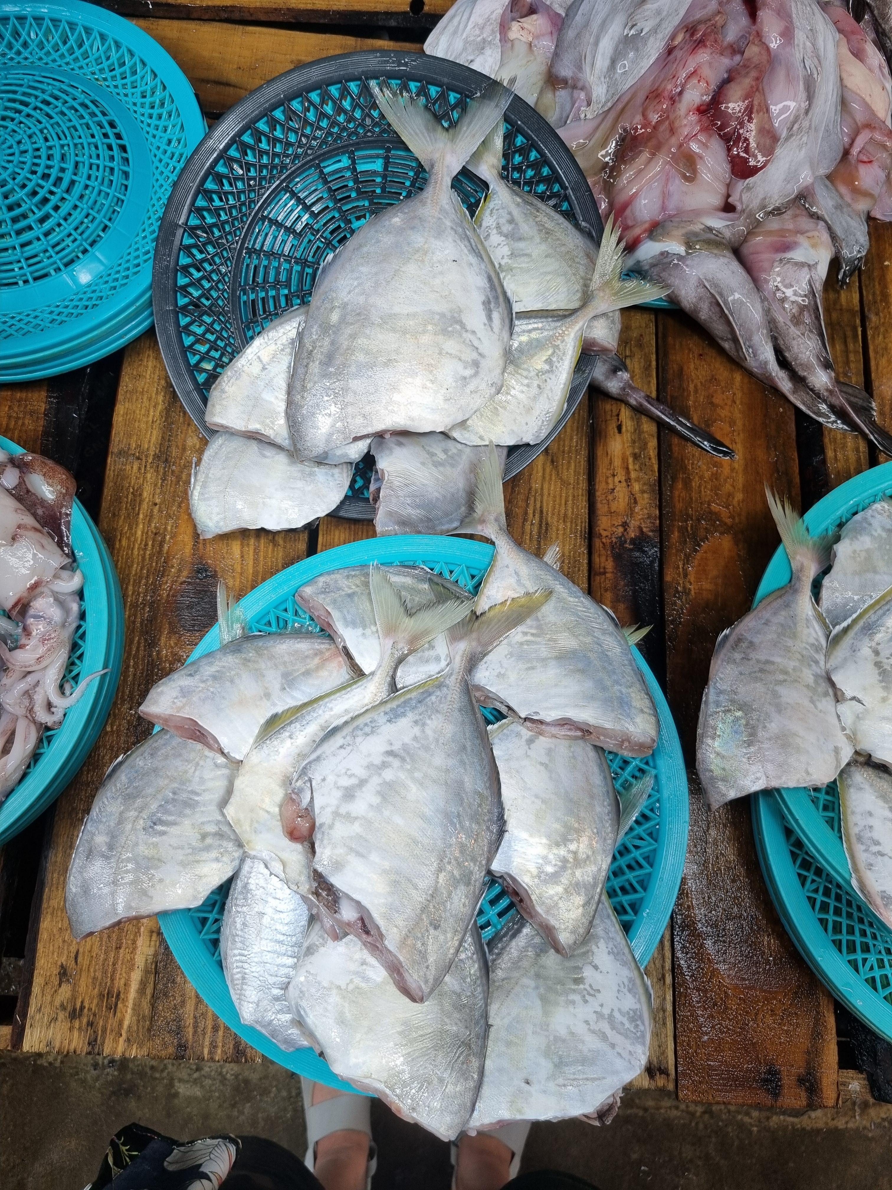 2024 모슬포 오일장